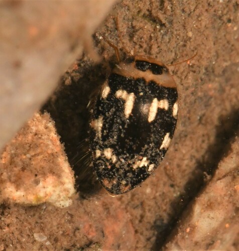 Laccophilus horni