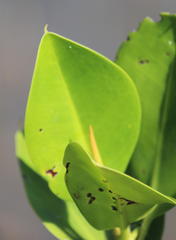 Rhizophora mucronata