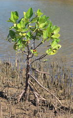 Rhizophora mucronata