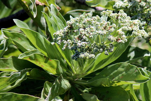 Heliotropium arboreum image