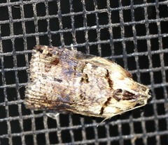 Cryptoptila immersana