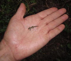 Brookesia tuberculata