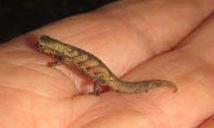 Brookesia tuberculata