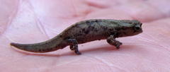 Brookesia tuberculata