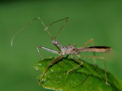 Nagusta