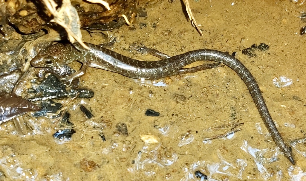Sphenomorphus leptofasciatus