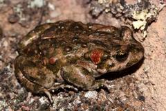 Capensibufo tradouwi