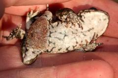 Capensibufo tradouwi