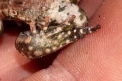 Capensibufo tradouwi