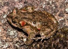 Capensibufo tradouwi