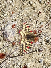Zerynthia rumina