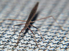 Rhaphidosoma truncatum