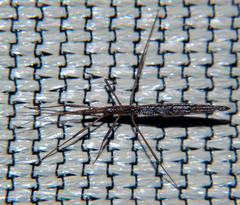 Rhaphidosoma truncatum