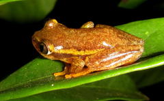 Heterixalus betsileo