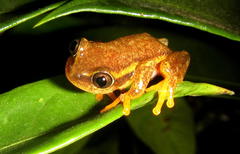 Heterixalus betsileo
