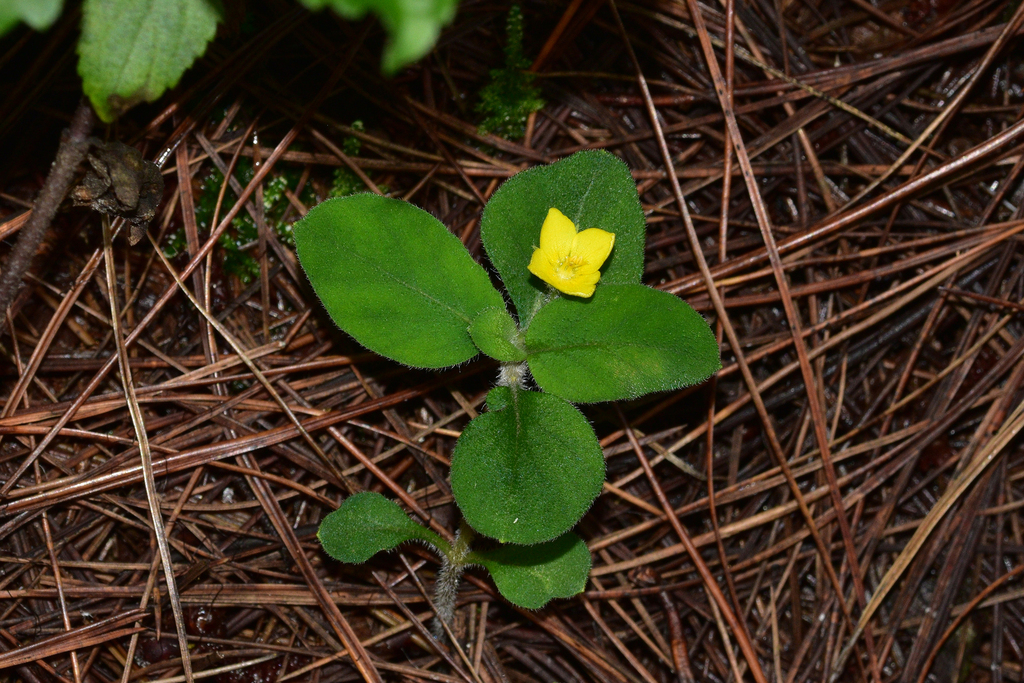 Lysimachia deltoidea
