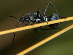 Dulichius