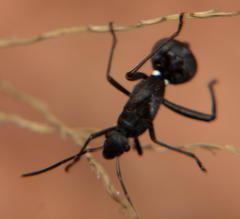 Dulichius