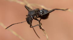 Dulichius