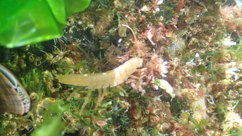 Baltic Isopod, 4315 Dreischor, Nederland, photo 10 of 10