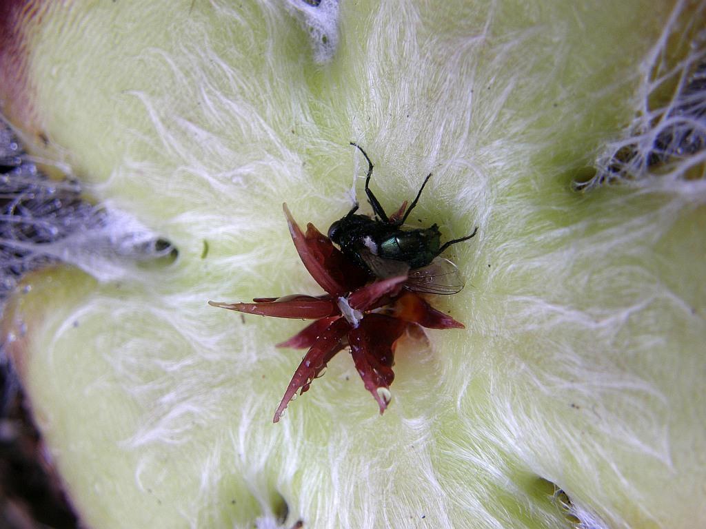 Stapelia patula Willd.