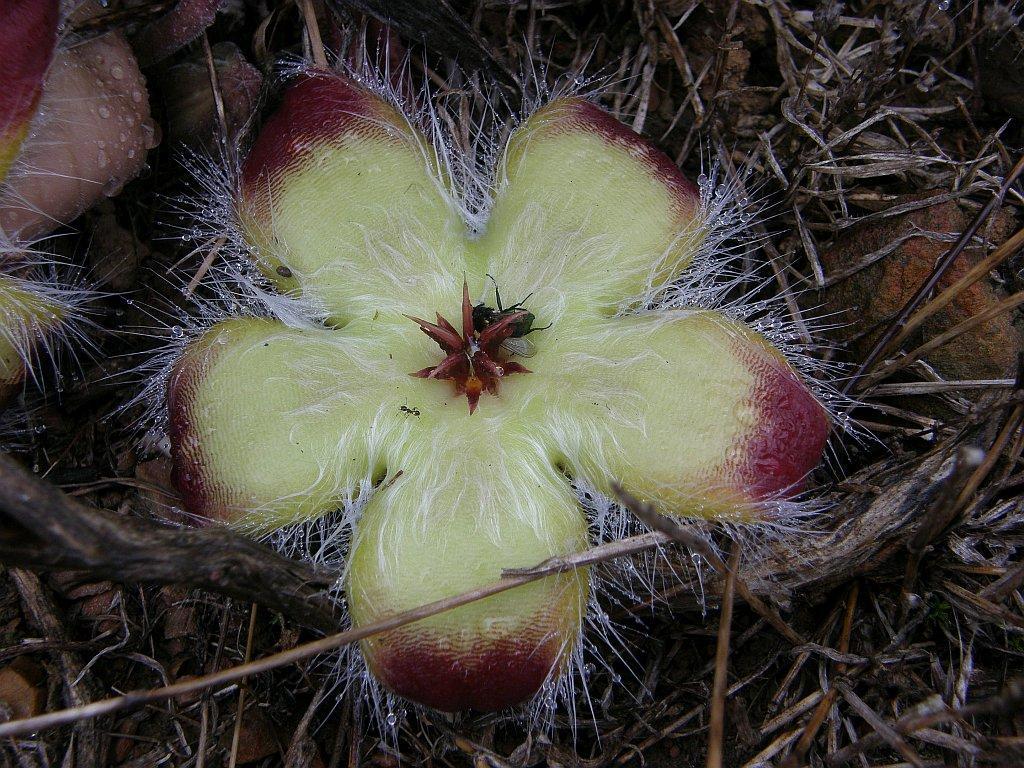 Stapelia patula Willd. 2