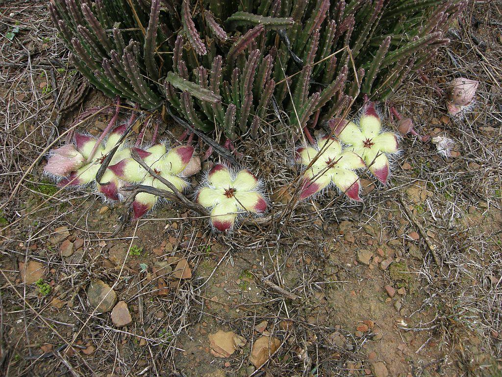Stapelia patula Willd. 3