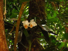 Cattleya schroederae