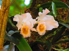 Cattleya schroederae