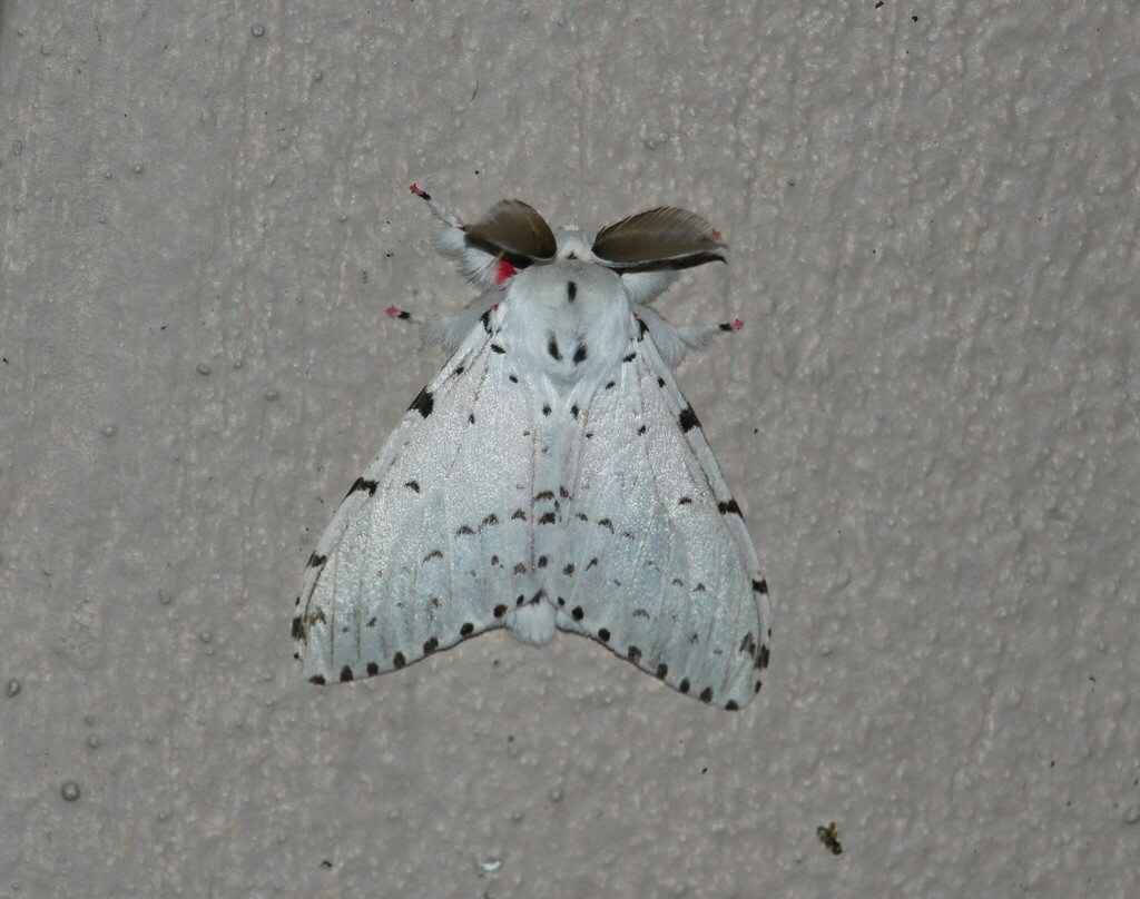 Lymantria bivittata from Kedisan, Bali, Indonésie on October 22, 2017 ...