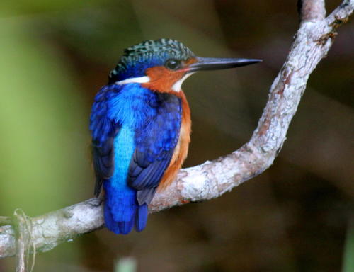 Malagasy Kingfisher