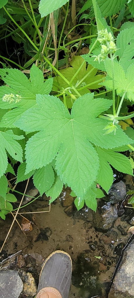 Japanese Hops from Brunswick, MD 21758, USA on August 16, 2023 at 01:08 ...