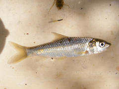 Labeobarbus natalensis