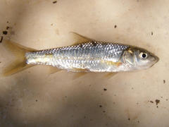 Labeobarbus natalensis