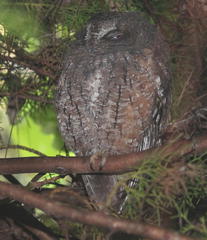 Otus rutilus rutilus
