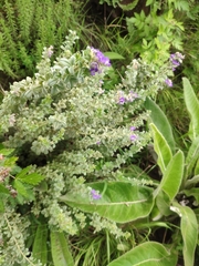 Lotononis lotononoides