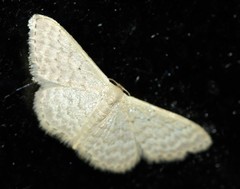 Idaea eretmopus