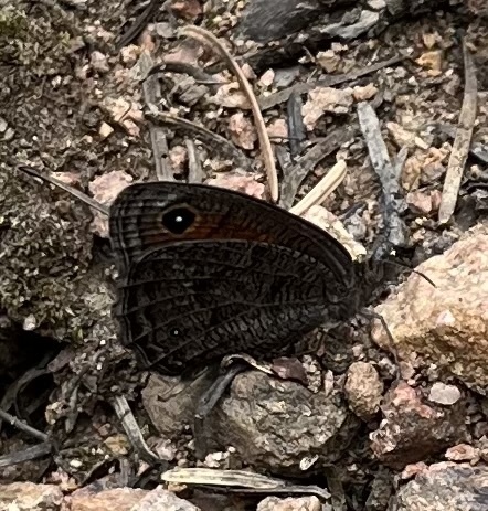 Mead’s Wood-Nymph from Pike and San Isabel National Forests, Beulah, CO ...