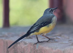 Motacilla flaviventris