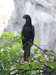 Coracopsis nigra