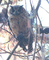 Asio madagascariensis