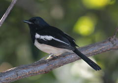 Copsychus albospecularis