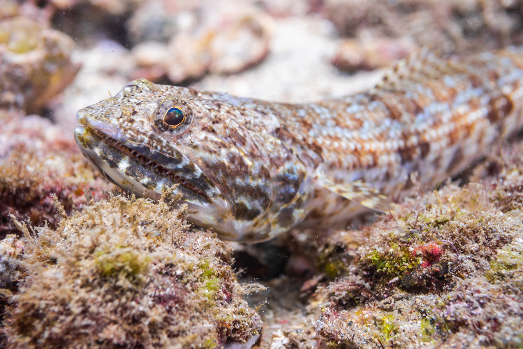 Calico Lizardfish