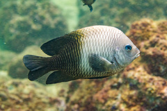 Acapulco Damselfish photo 4