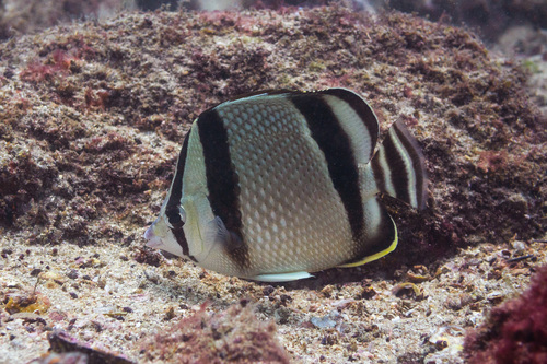 Three-banded Butterflyfish