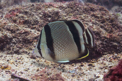 Threebanded Butterflyfish photo 5