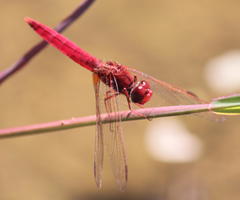Crocothemis