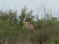 Oryx gazella