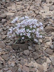 Allium macropetalum