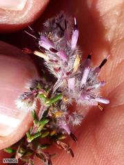 Erica eriocephala